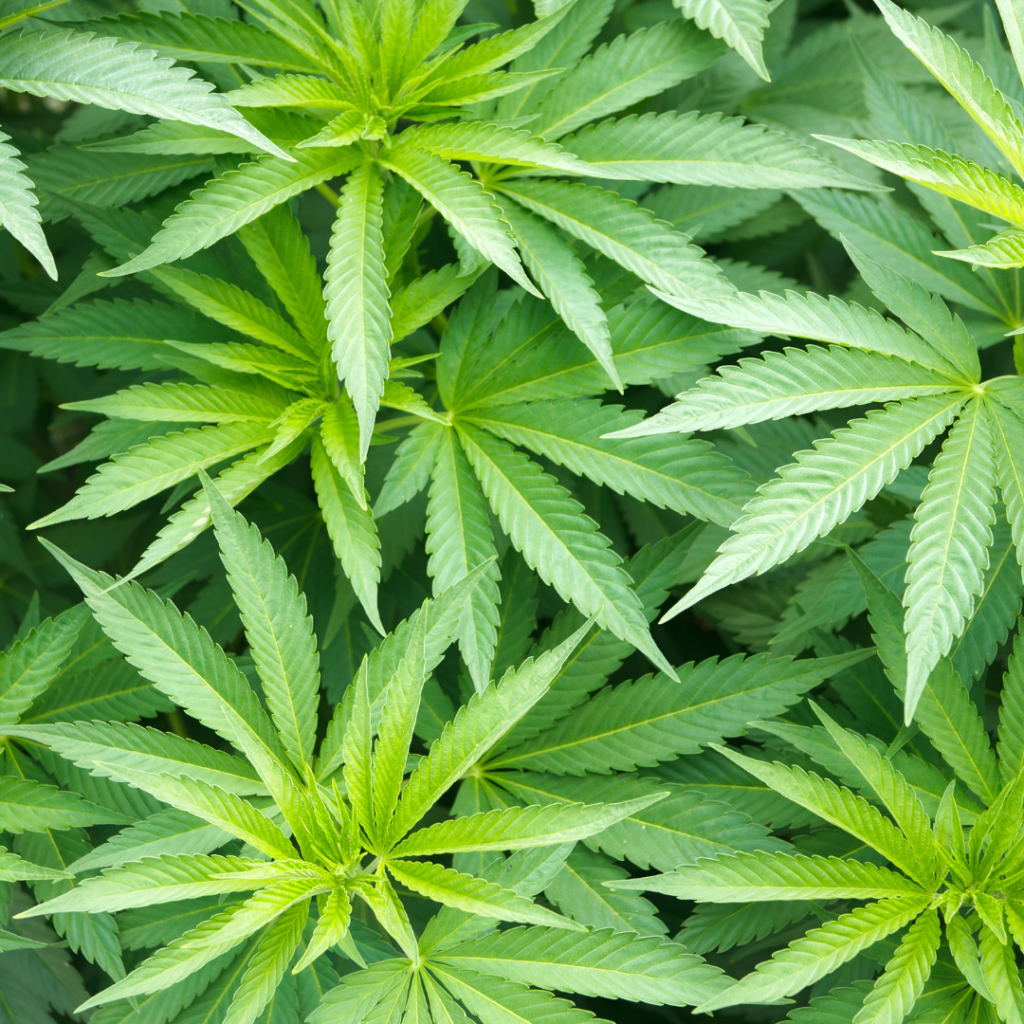 CBD Plant