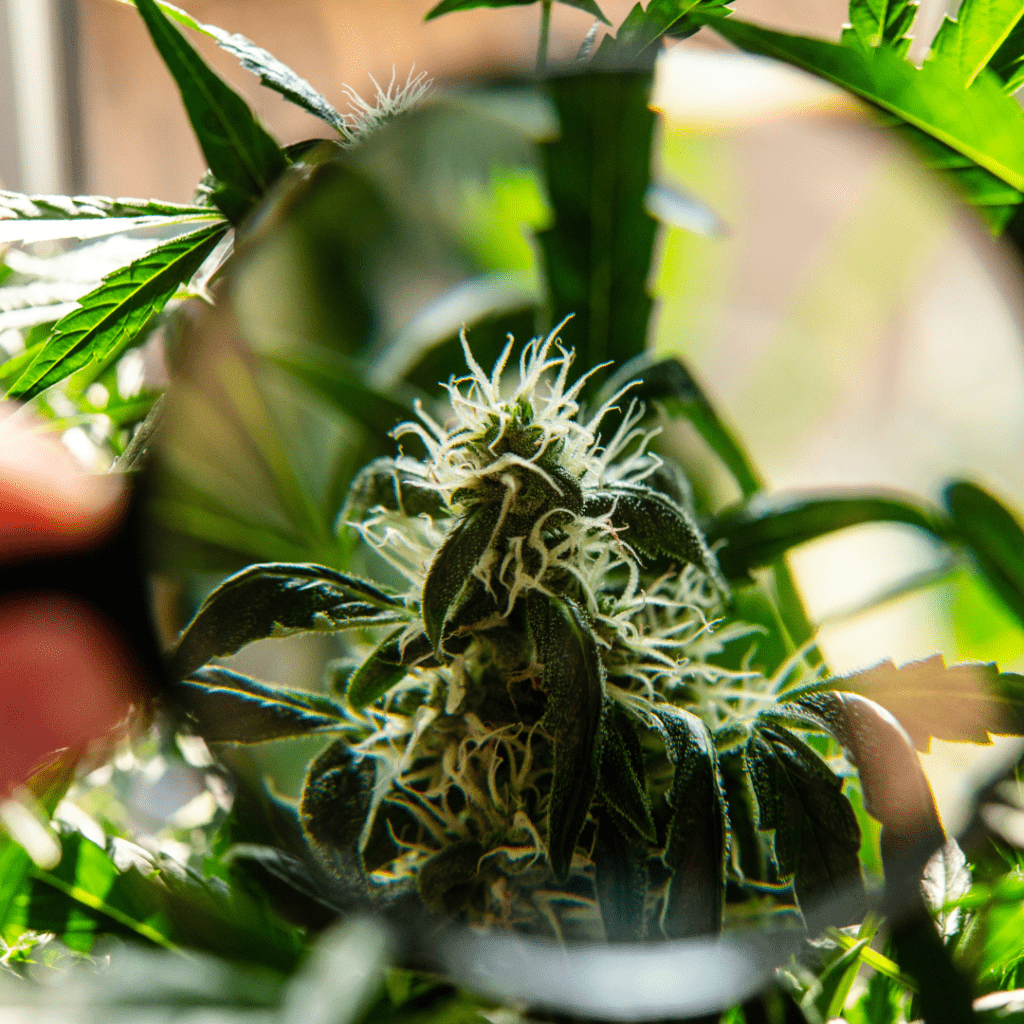 Cannabis CBD flower and bud